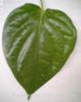 BETEL LEAF