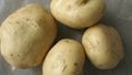 土豆种子早大白 2
