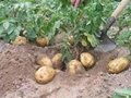 土豆种子早大白 3