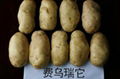土豆种子 2