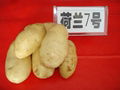 马铃薯种子的种植生产基地