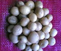 土豆種子行情 1