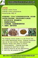 the biggest producer of Cordyceps