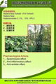 the biggest producer of ivy Extract in