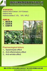 the biggest producer of ivy Extract in China