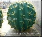 LED cactus light