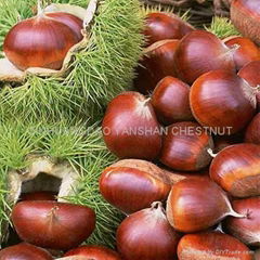 Fresh Chestnut