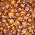 Ringent Roasted  Chestnut