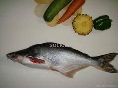 Export Pangasius (basa) whole, cleaned