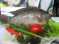 Tilapia whole, cleaned