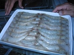 HOSO White Vannamei Shrimp