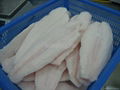 High quality frozen Pangasius Fillet