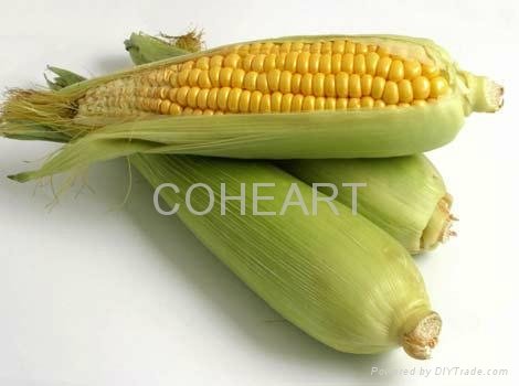 Corn Gluten Meal,corn flour 3