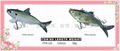 soft fishing lures