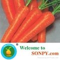 Fresh Carrot,Carrots,Vegetables 3