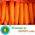 Fresh Carrot,Carrots,Vegetables 4