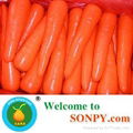 Fresh Carrot,Carrots,Vegetables 5