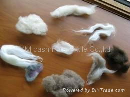 goat cashmere fiber 3