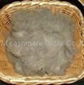 100% dehaired light grey cashmere fiber