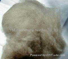 100% brown dehaired cashmere fiber