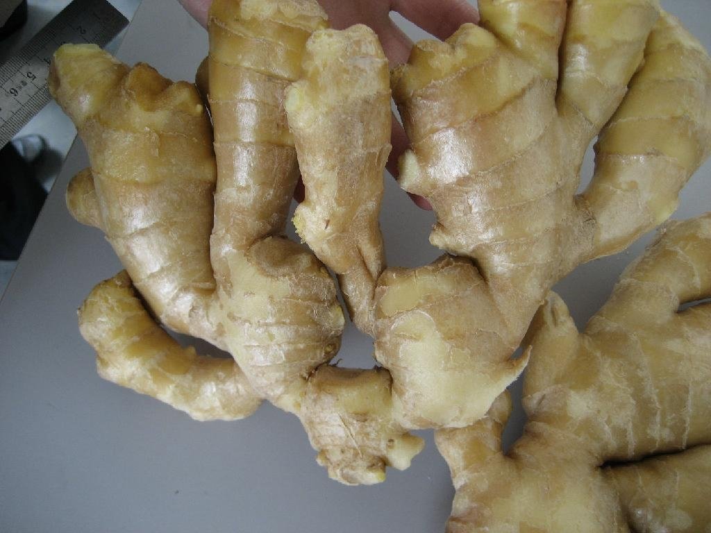 AIR DRIED GINGER 2