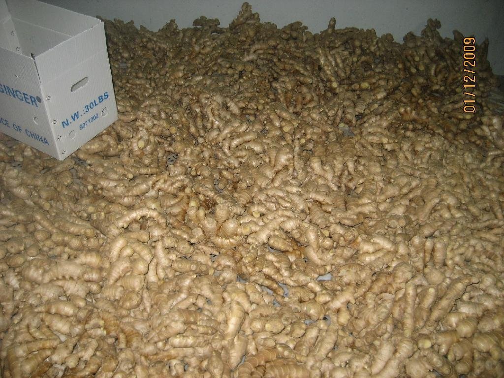 AIR DRIED GINGER 5