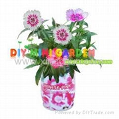 diy mini plants mini garden gardening home garden--Chinese pink