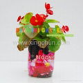 Novelty DIY mini plants garden--begonia