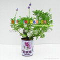 Novelty DIY mini plants garden--lavender 1