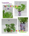 Novelty DIY mini plants garden--lavender 2