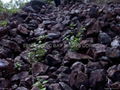 IRON ORE 1