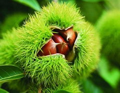 chestnut