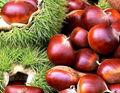 chestnut 3