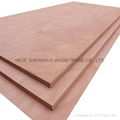 Bintangor Plywood 1