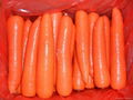 鲜冷胡萝卜 Fresh carrot 3