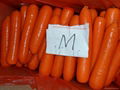 鮮冷胡蘿蔔 Fresh carrot 5