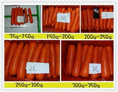 鮮冷胡蘿蔔 CHINA FRESH CARROT