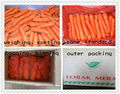 鲜冷胡萝卜 CHINA FRESH CARROT 2