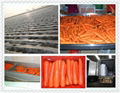 鲜冷胡萝卜 CHINA FRESH CARROT 3