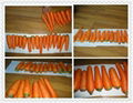 鮮冷胡蘿蔔 CHINA FRESH CARROT 4