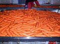 鮮冷胡蘿蔔 CHINA FRESH CARROT 5