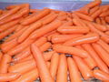 2012中国新鲜胡萝卜 FRESH CARROT 3