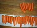 2012中國新鮮胡蘿蔔 FRESH CARROT 4