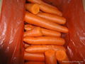 2012中國新鮮胡蘿蔔 FRESH CARROT 5