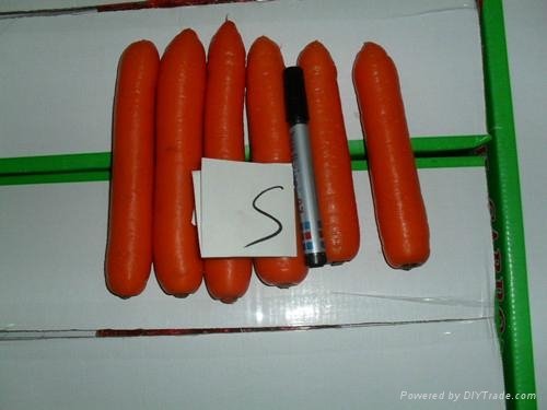 當季鮮胡蘿蔔 Fresh Carrot
