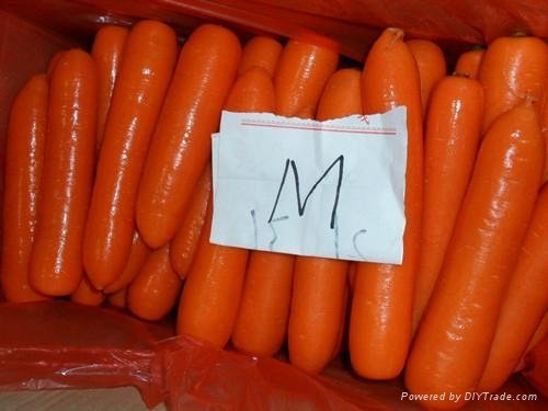 當季鮮胡蘿蔔 Fresh Carrot 2
