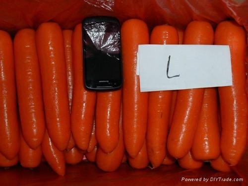 當季鮮胡蘿蔔 Fresh Carrot 3