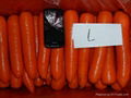 当季鲜胡萝卜 Fresh Carrot 3