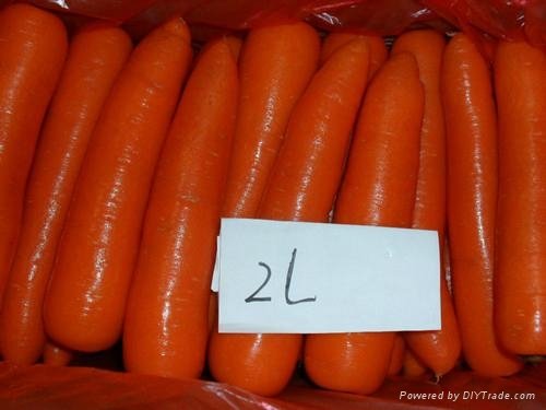 當季鮮胡蘿蔔 Fresh Carrot 4