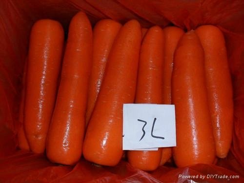 當季鮮胡蘿蔔 Fresh Carrot 5